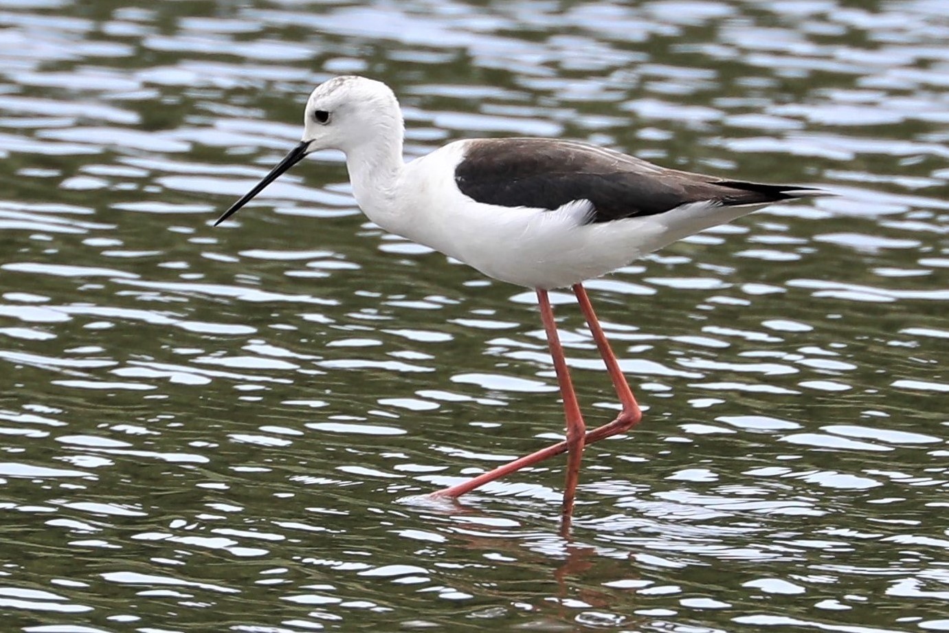 葛西臨海公園 セイタカシギの写真