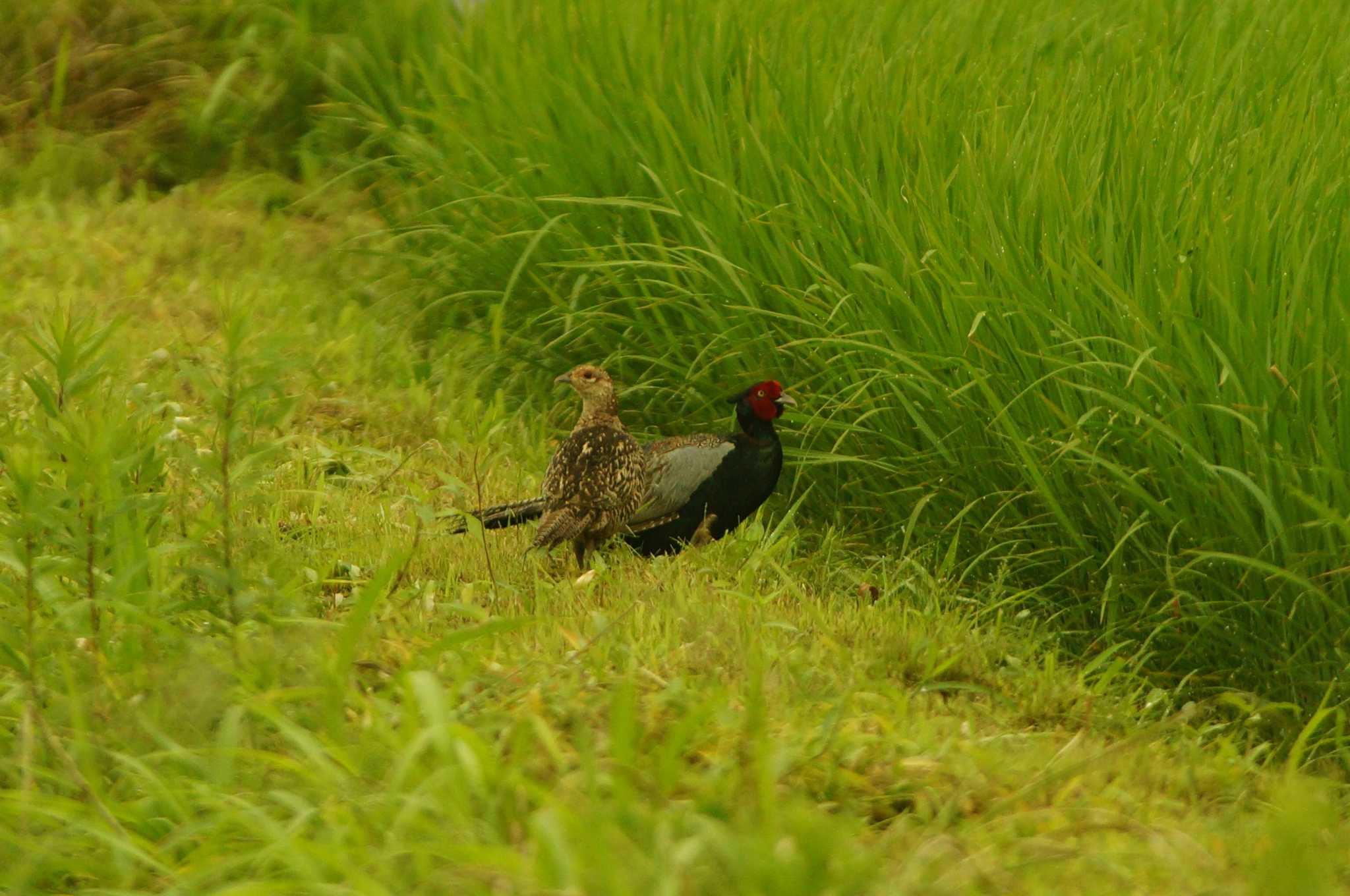 Green Pheasant