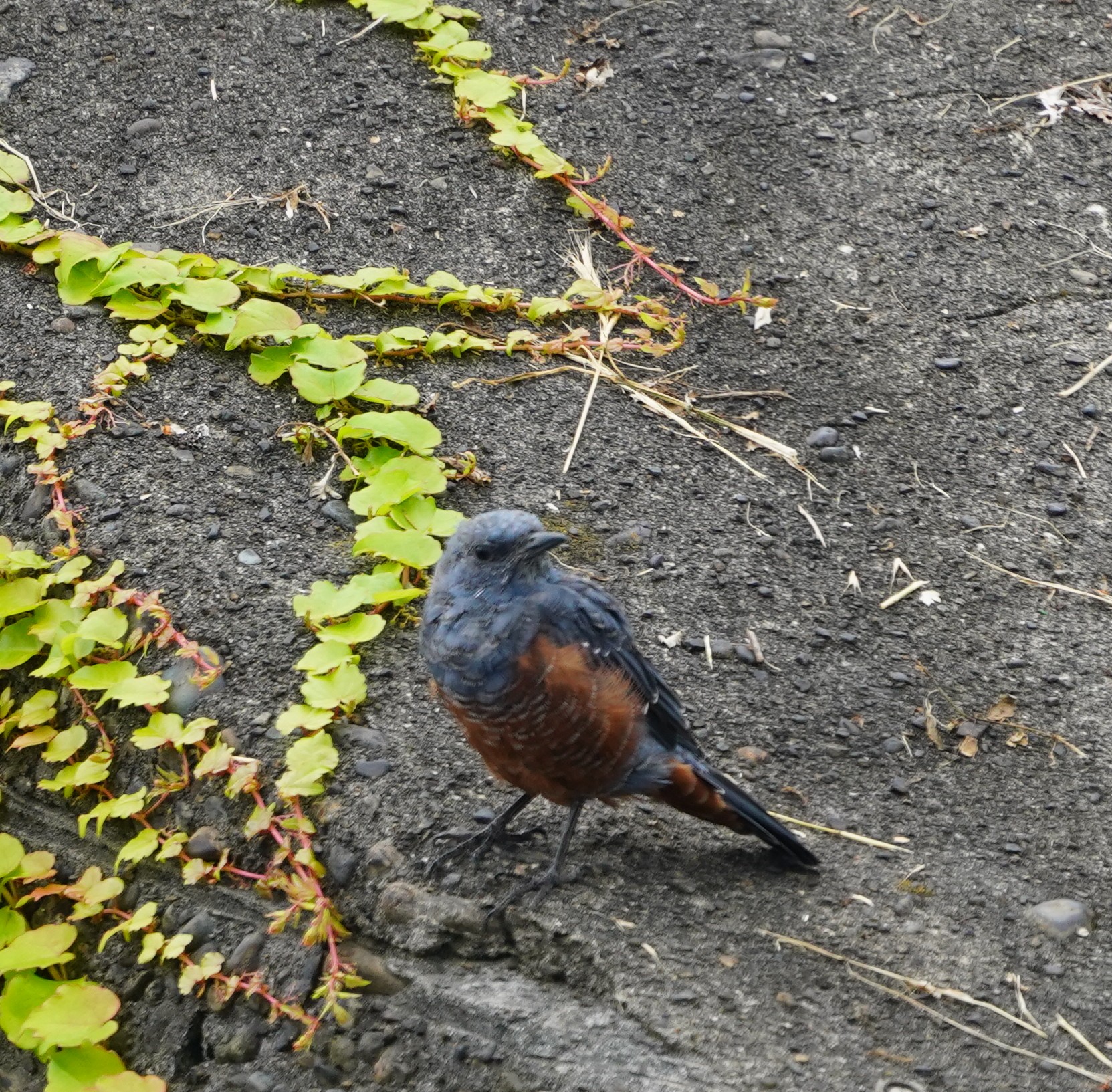 みなとみらい イソヒヨドリの写真