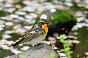 Narcissus Flycatcher Hegura Island Wed, 4/24/2019