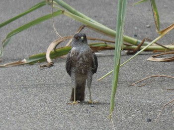 Japanese Sparrowhawk(iwasakii) Yoron Island Tue, 7/23/2019