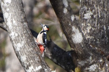 Great Spotted Woodpecker 蓼科 Sat, 4/20/2019