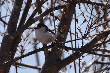 Long-tailed Tit 蓼科 Sat, 4/20/2019