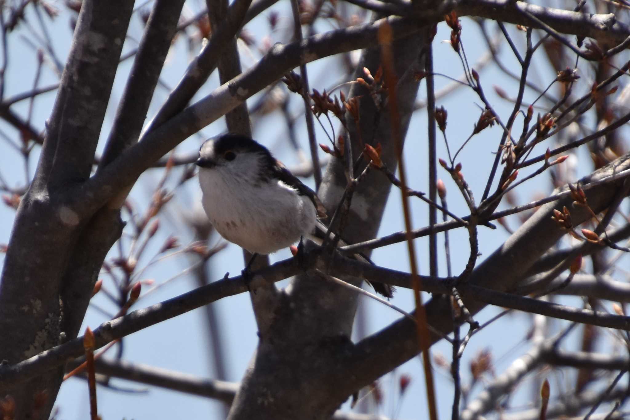 Photo of Long-tailed Tit at 蓼科 by AK1952