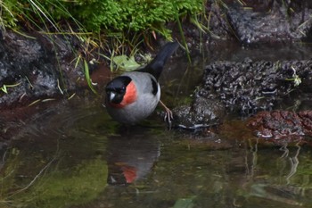 ウソ 山梨県 2019年7月18日(木)