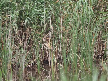 Yellow Bittern Kasai Rinkai Park Tue, 7/23/2019