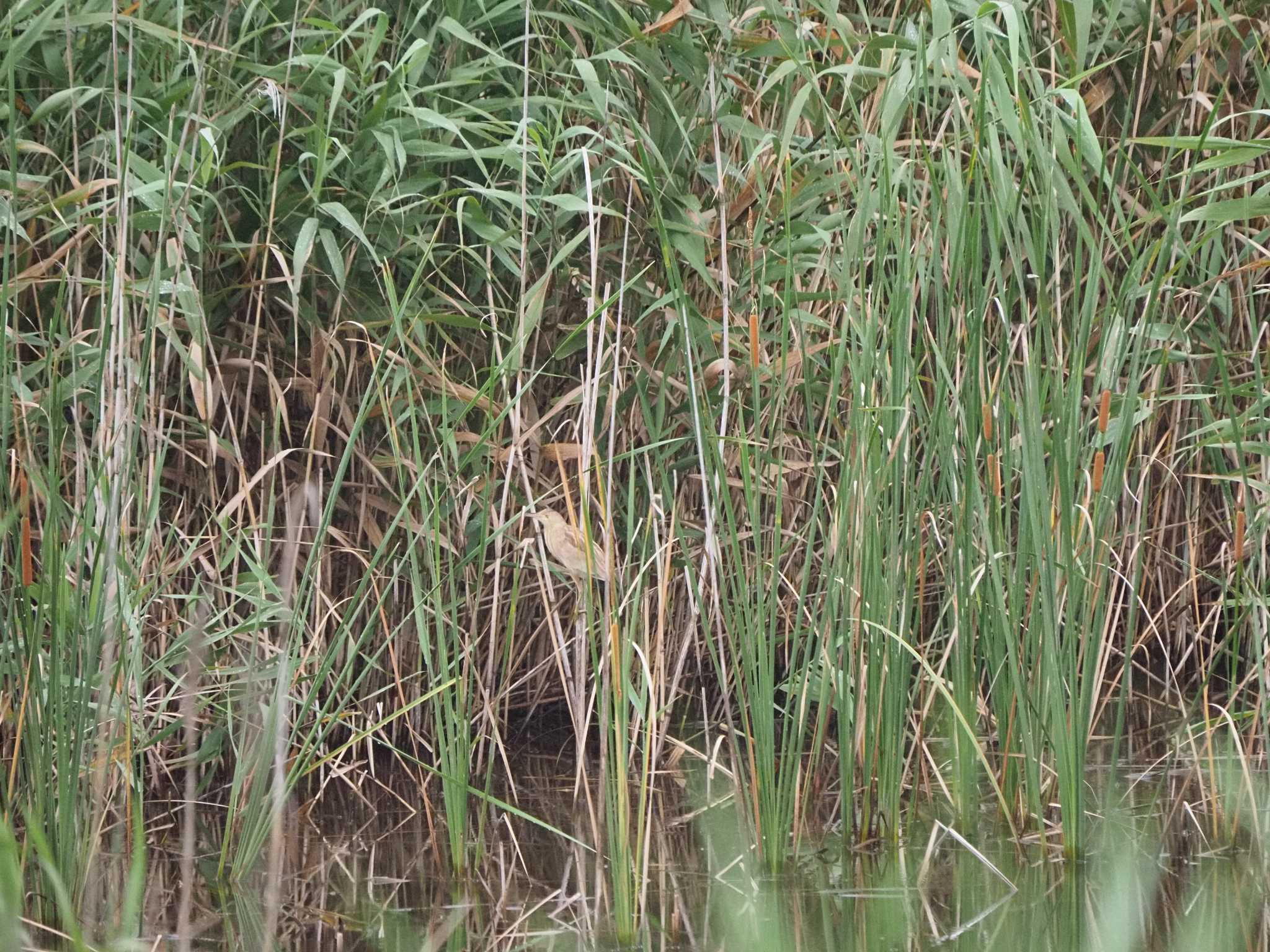 葛西臨海公園 ヨシゴイの写真 by ふなきち