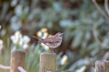 Dusky Thrush 神奈川県相模原市麻溝 Unknown Date