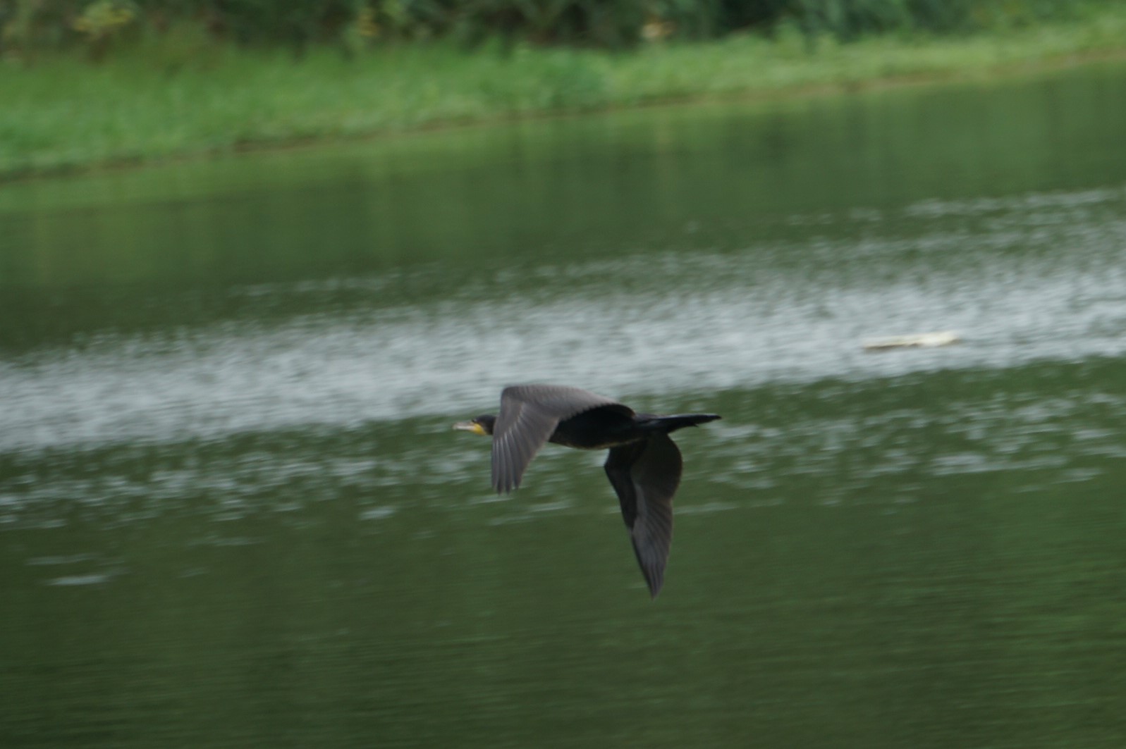 Great Cormorant