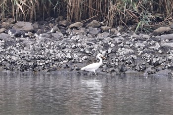 カラシラサギ 東京港野鳥公園 2019年7月23日(火)