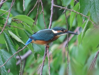 カワセミ 場所が不明 2019年7月23日(火)