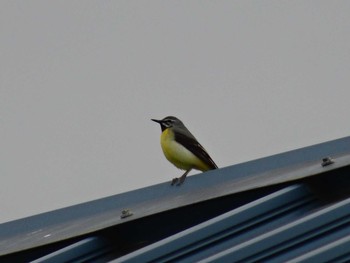 Grey Wagtail Unknown Spots Tue, 5/8/2018