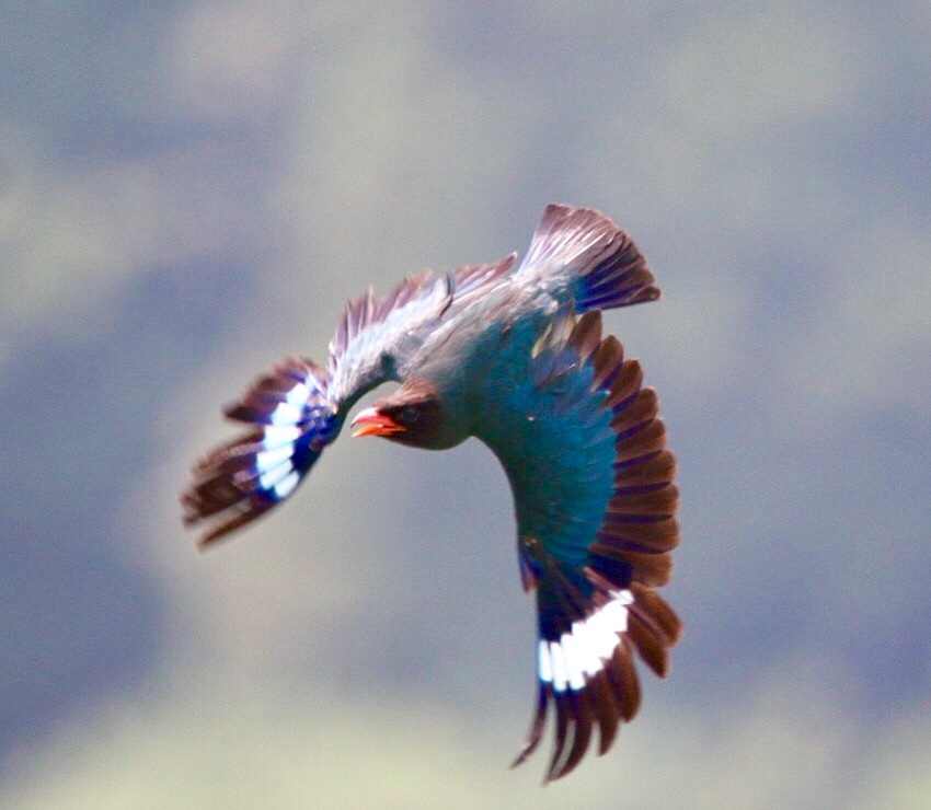 Photo of Oriental Dollarbird at 岡山県吉備中央町 by ゴロー