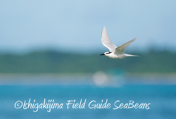 エリグロアジサシ 石垣島 2019年7月23日(火)