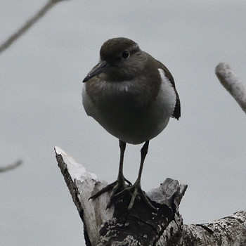 Common Sandpiper 福岡県遠賀郡岡垣町 Tue, 7/23/2019