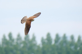 Common Kestrel 富士見市 Mon, 7/15/2019