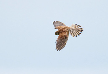 Common Kestrel 富士見市 Mon, 7/15/2019