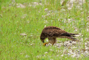 Common Kestrel 富士見市 Mon, 7/15/2019