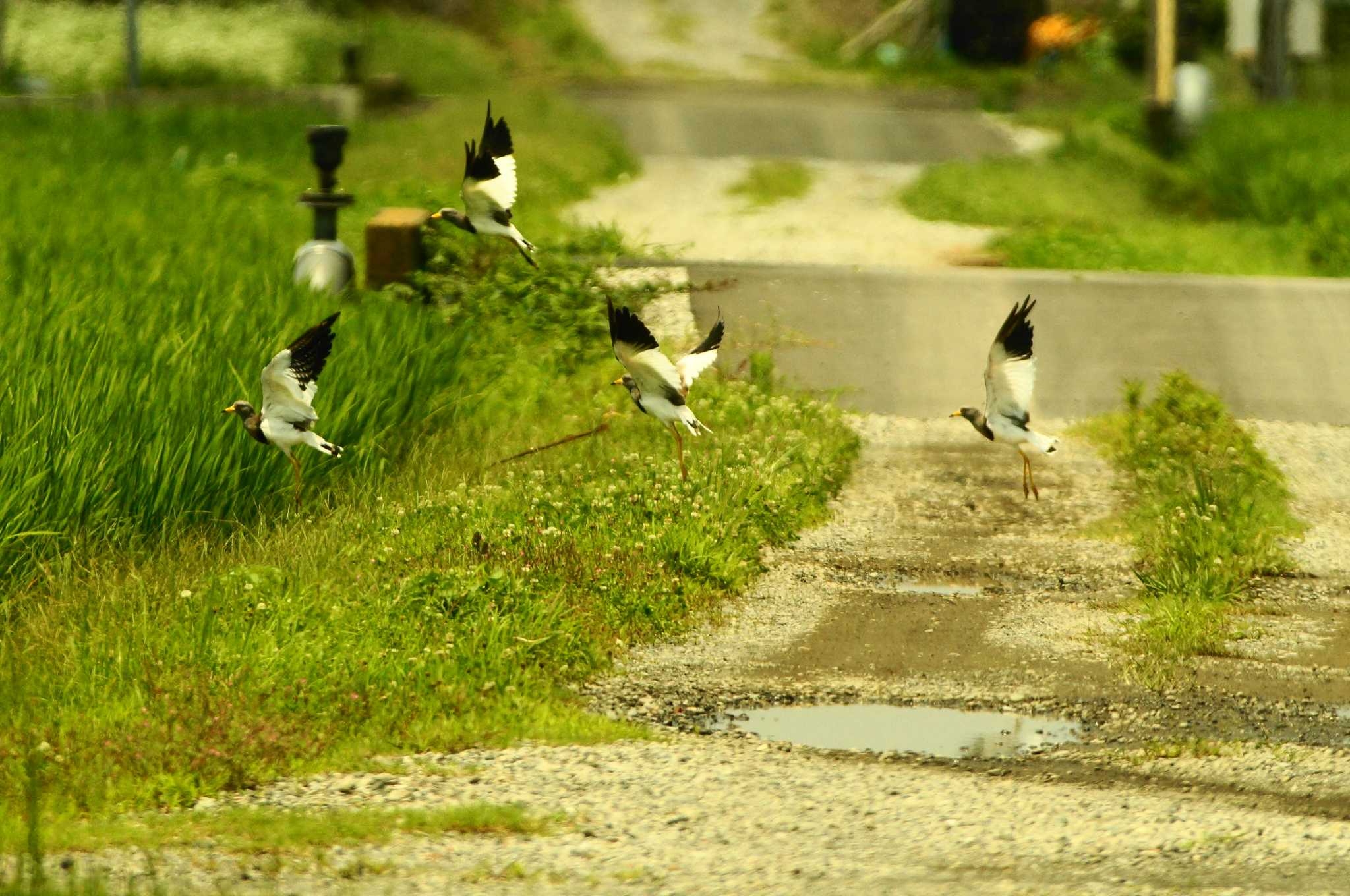 Grey-headed Lapwing