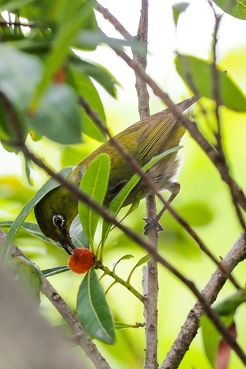 Warbling White-eye 西宮市鳴尾浜 Sat, 7/6/2019