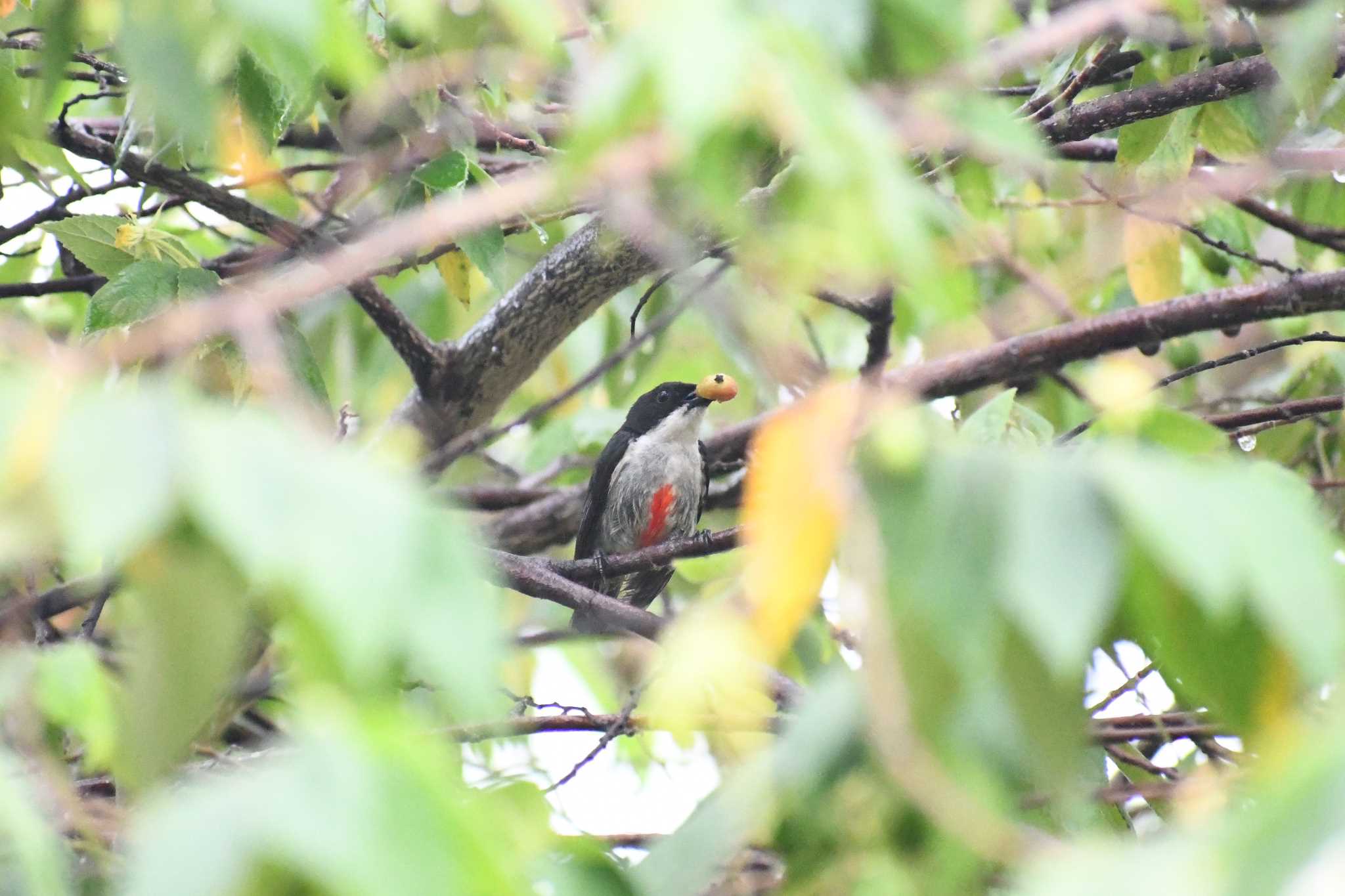 Photo of Red-keeled Flowerpecker at フィリピン　ボホール by でみこ