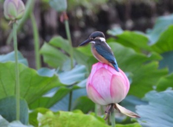 カワセミ 神奈川 2019年7月24日(水)