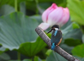 未同定 場所が不明 2019年7月24日(水)