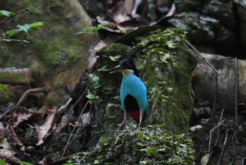 Azure-breasted Pitta Raja Sikatuna National Park Fri, 7/19/2019