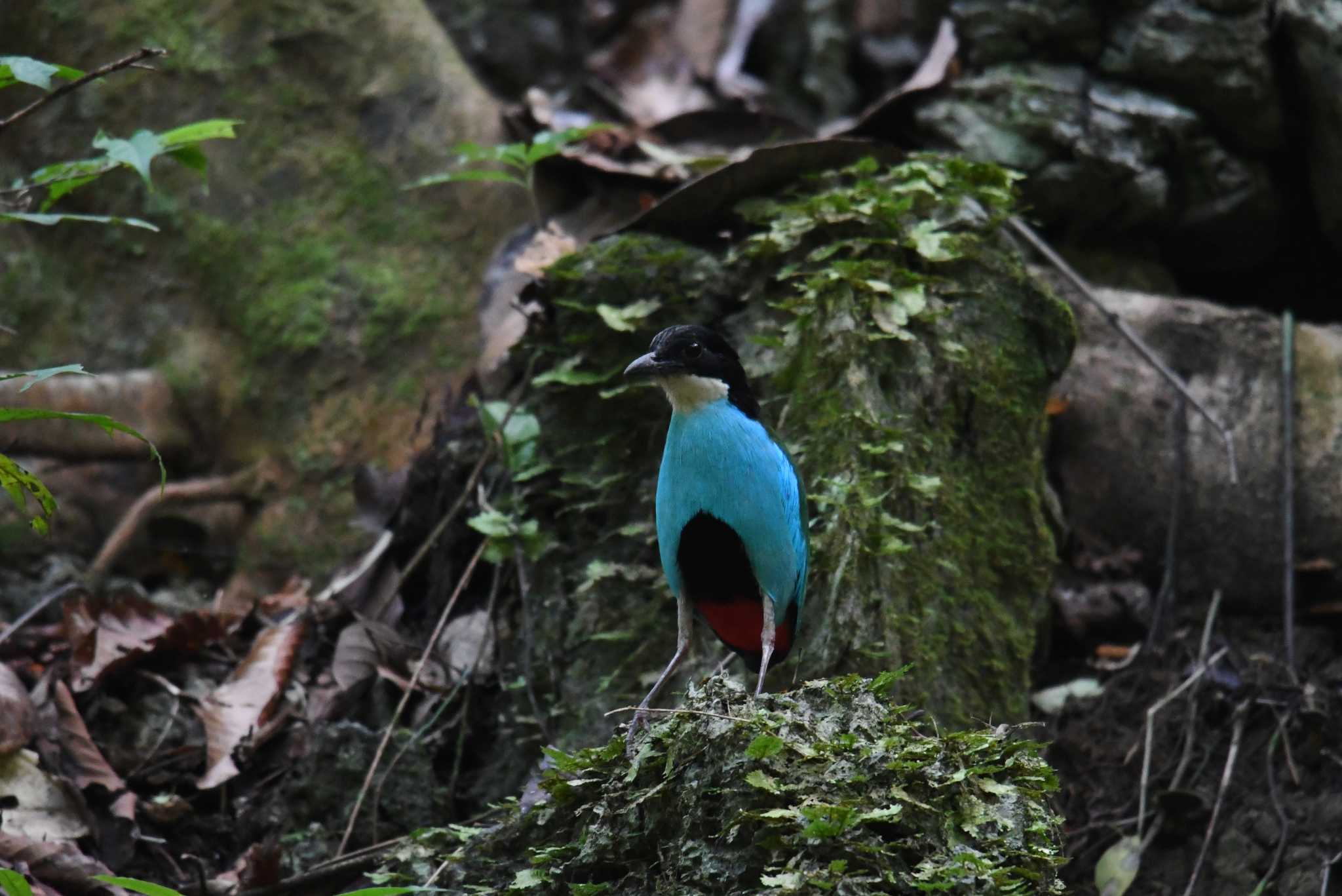 Azure-breasted Pitta