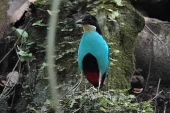 Azure-breasted Pitta Raja Sikatuna National Park Thu, 7/18/2019