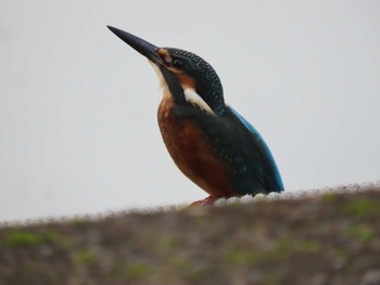 カワセミ 場所が不明 2019年7月24日(水)