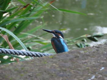 カワセミ 場所が不明 2019年7月24日(水)