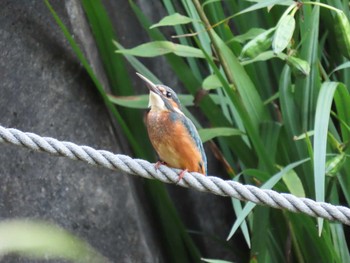 カワセミ 場所が不明 2019年7月24日(水)