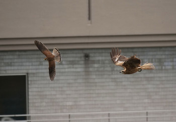 Common Kestrel 富士見市 Mon, 7/15/2019