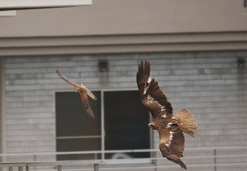 Common Kestrel 富士見市 Mon, 7/15/2019