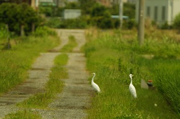 チュウサギ 浮島ヶ原自然公園 2019年7月17日(水)