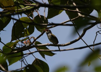 Rufous-fronted Tailorbird Raja Sikatuna National Park Sun, 7/21/2019