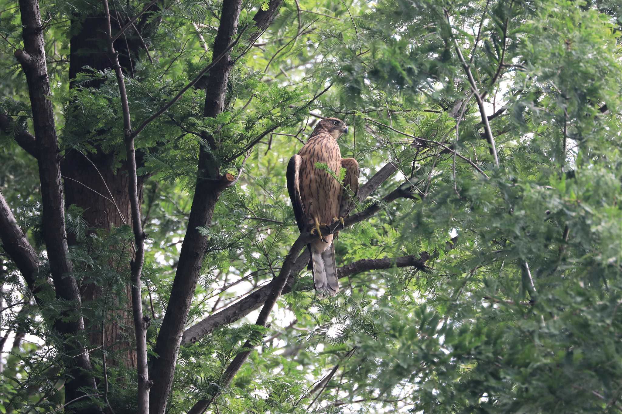 水元公園 オオタカの写真 by Susumu Harada