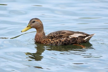 マガモ 入間川(広瀬橋付近) 2019年7月25日(木)