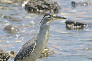 Striated Heron Unknown Spots Thu, 7/25/2019