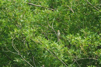 Oriental Reed Warbler Unknown Spots Thu, 7/25/2019
