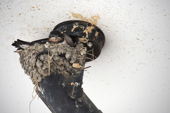 Barn Swallow 太宰府天満宮　参道 Wed, 7/24/2019