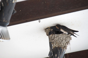 Barn Swallow 太宰府天満宮　参道 Wed, 7/24/2019