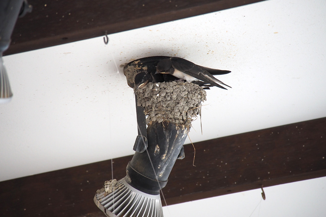 Photo of Barn Swallow at 太宰府天満宮　参道 by ぴくるす