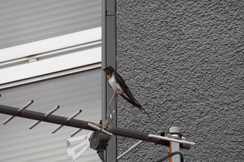 Barn Swallow 大宰府天満宮　参道 Wed, 7/24/2019