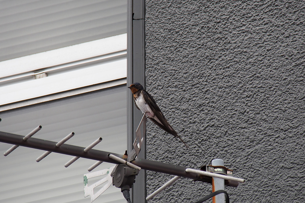 Photo of Barn Swallow at 大宰府天満宮　参道 by ぴくるす