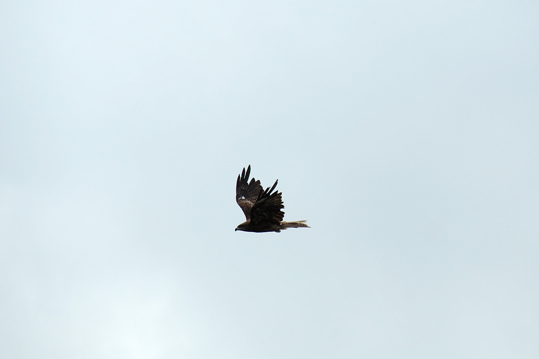 Photo of Black Kite at 長崎 by ぴくるす