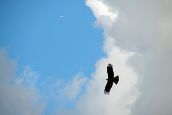 Black Kite 長崎 Mon, 7/22/2019