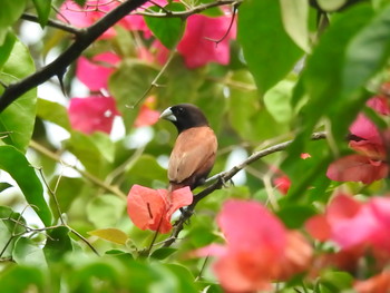 Chestnut Munia フィリピン　ボホール Mon, 7/22/2019