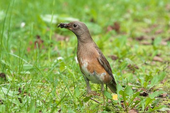 アカハラ 釧路町森林公園 2019年7月25日(木)